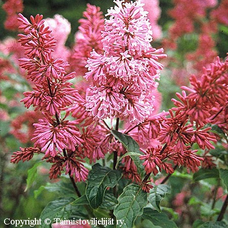 Syringa x josiflexa 'Veera', kaarisyreeni